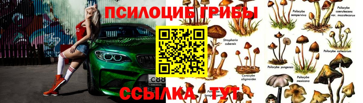 Псилоцибиновые грибы мицелий Избербаш